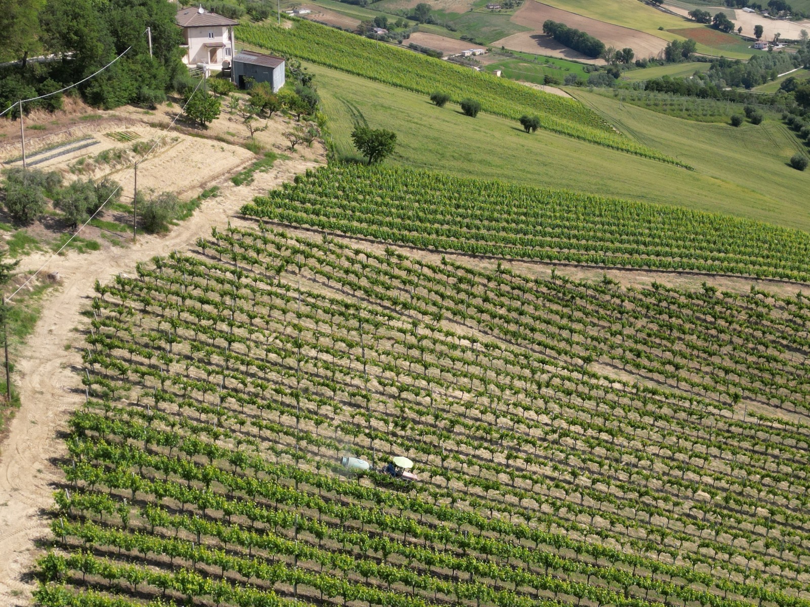 Olive grove of the farm in the Marche hills