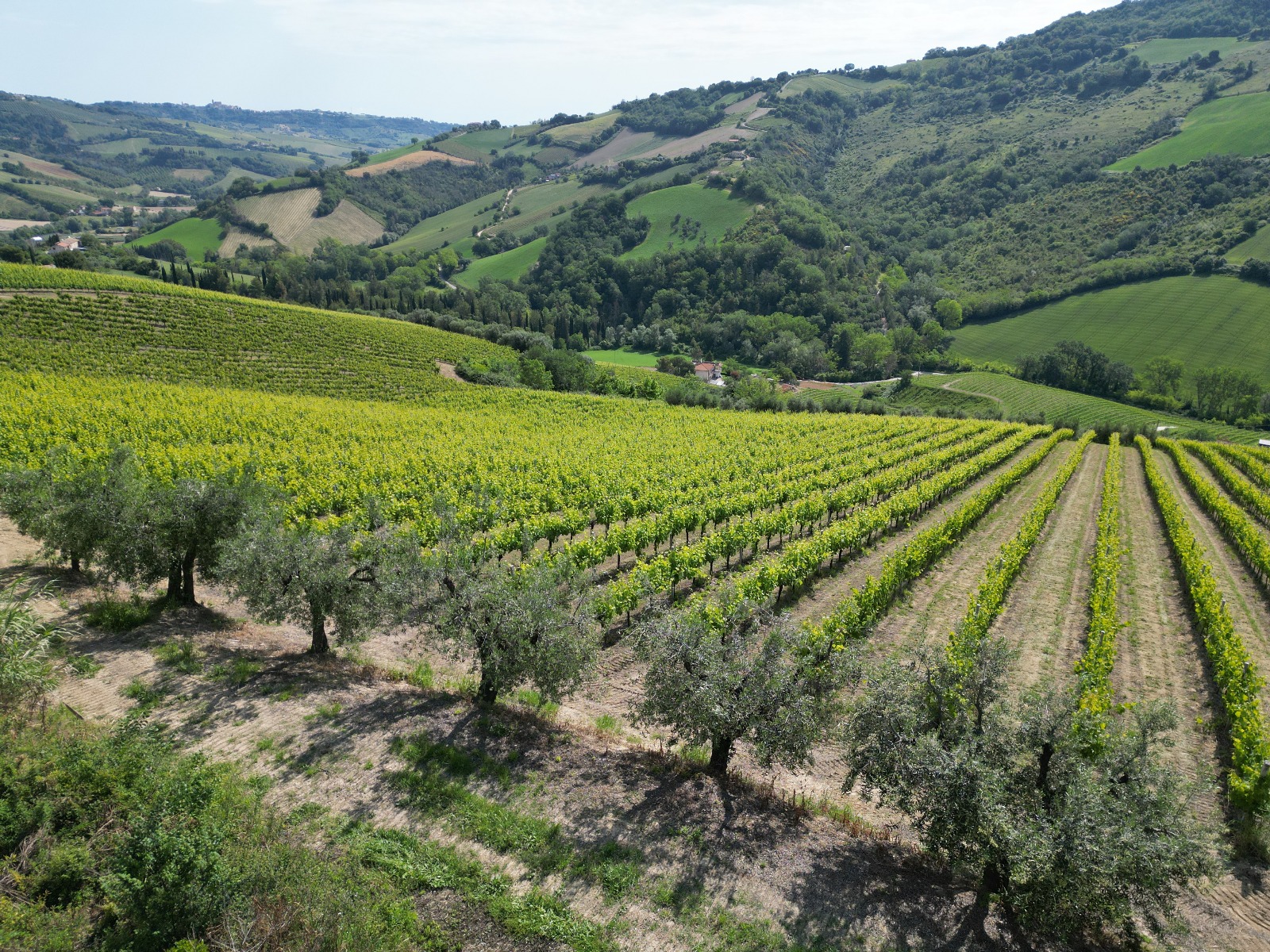 Colline Marchigiane