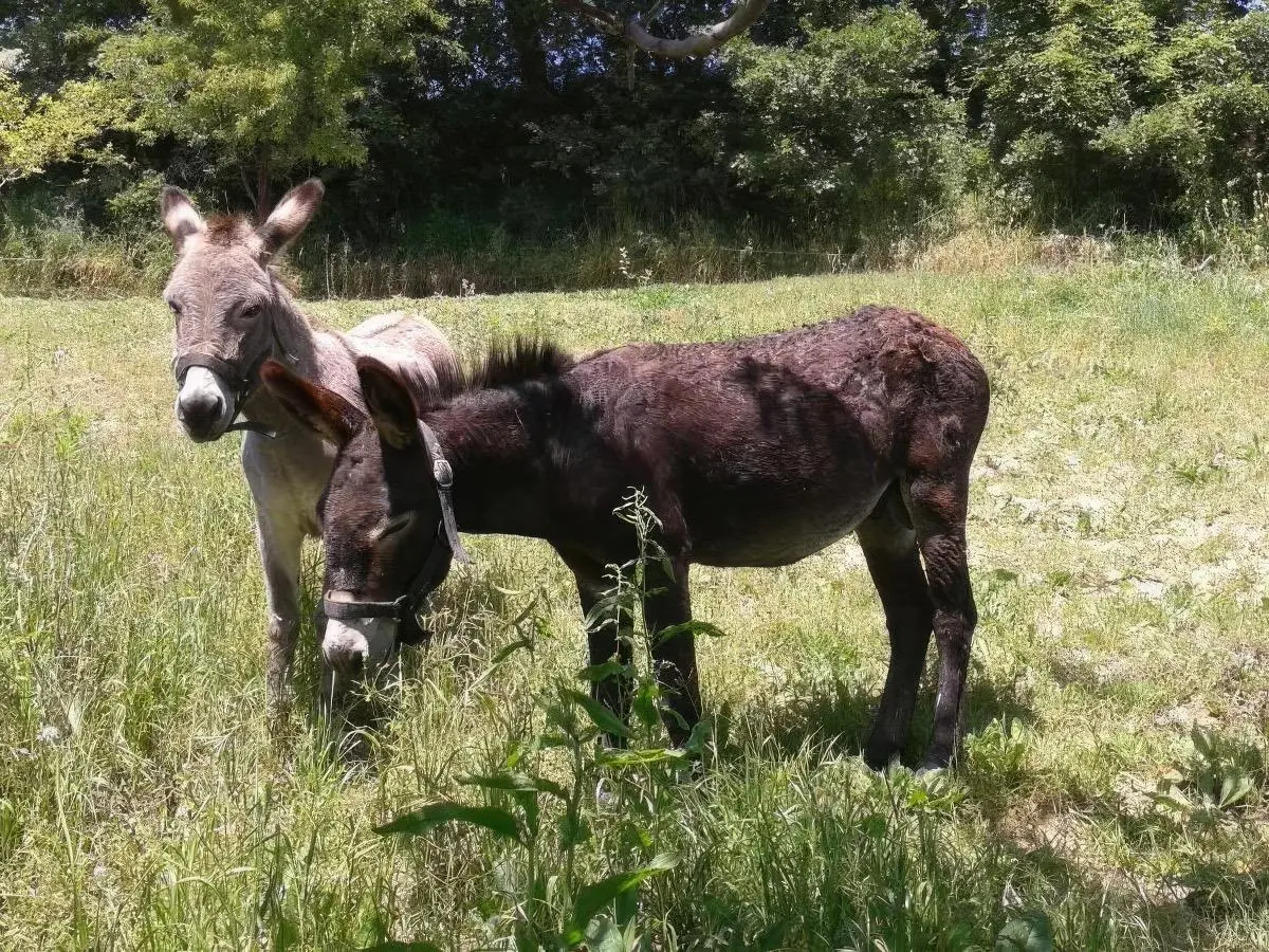 Our donkeys Peso and Marietta